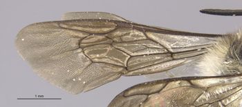 Media type: image;   Entomology 27431 Aspect: Wing front
